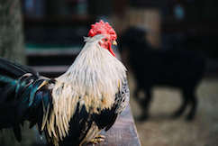 Photo of a rooster resized Photo of a rooster resized
